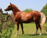 Mâle welsh pony taille B pour sport ou élevage