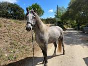  Poneys Connemaras 3 ans 