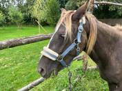 Hope pouliche Rocky Mountain 2 ans et demi