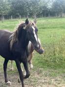 Hope pouliche Rocky Mountain 2 ans et demi