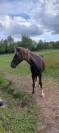 Hope pouliche Rocky Mountain 2 ans et demi