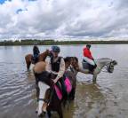 L'Orée centre équestre - Pensions chevaux 