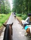 L'Orée centre équestre - Pensions chevaux 