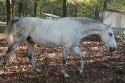 Cheval Lipizzan