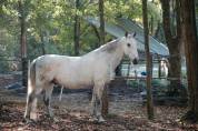 Cheval Lipizzan