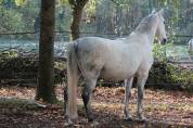 Cheval Lipizzan