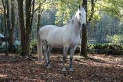 Cheval Lipizzan