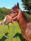 Poney entier de 2 ans OC homozygote pie tobiano