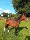 Poney entier de 2 ans OC homozygote pie tobiano