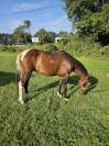 Poney entier de 2 ans OC homozygote pie tobiano