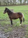 Poney entier de 2 ans OC homozygote pie tobiano