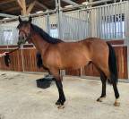 Poney Welsh Part Bred à vendre