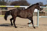 PFS Poney Français de Selle, Jument de 13 ans 