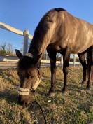 PFS Poney Français de Selle, Jument de 13 ans 