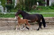 A VENDRE, FOAL TRES PROMETTEUR