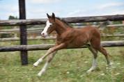 A VENDRE, FOAL TRES PROMETTEUR