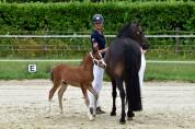 A VENDRE, FOAL TRES PROMETTEUR