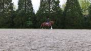 Top Poney dressage 