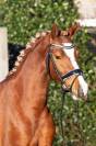 Top Poney dressage 