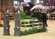 A Vendre Ponette de sport exceptionnelle Grand Prix