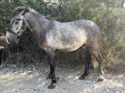 À vendre poney 2 ans 