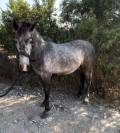 À vendre poney 2 ans 