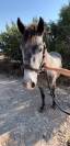 À vendre poney 2 ans 