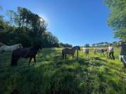 Pension à la carte, pré ou pré boxe ou boxe paddock