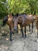 A donner contre bons soins chevaux en retraite