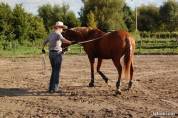 propose stage d'équitation éthologique ou western 