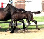 Pouliche Arabo- Frison à vendre