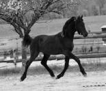 Pouliche Arabo- Frison à vendre