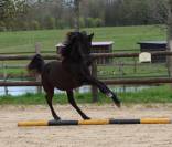 Pouliche Arabo- Frison à vendre