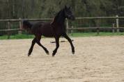 Pouliche Arabo- Frison à vendre
