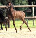 Poulain Arabo- Frison à vendre