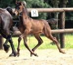 Poulain Arabo- Frison à vendre