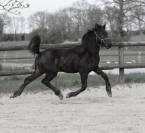 Poulain Arabo- Frison à vendre