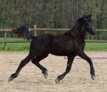 Poulain Arabo- Frison à vendre