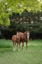 A VENDRE, FOAL TRES PROMETTEUR