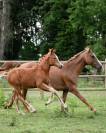 A VENDRE, FOAL TRES PROMETTEUR