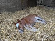 A VENDRE, FOAL TRES PROMETTEUR