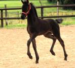 Pouliche Arabo- Frison à vendre