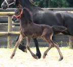 Pouliche Arabo- Frison à vendre