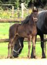 Pouliche Arabo- Frison à vendre