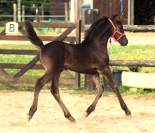 Pouliche Arabo- Frison à vendre