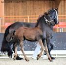 Pouliche Arabo- Frison à vendre