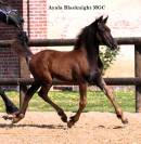 Pouliche Arabo- Frison à vendre