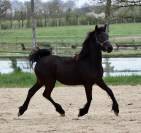 Pouliche Arabo- Frison à vendre