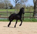Pouliche Arabo- Frison à vendre
