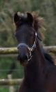 Pouliche Arabo- Frison à vendre